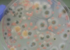 Investigación en la Estación Espacial Internacional: Descubrimientos Sorprendentes sobre Bacterias
